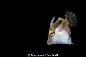 Juvenile filefish by Marteyne Van Well 